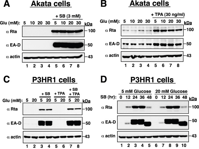 High glucose cannot promote EBV lytic reactivation in infected cells.