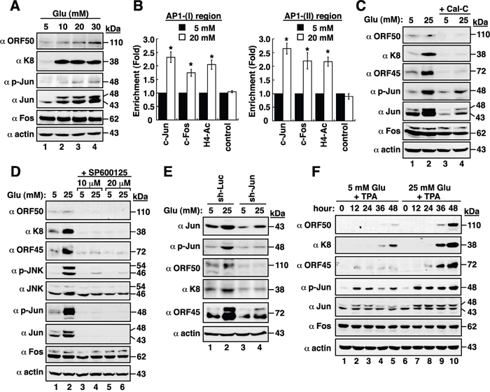 High glucose activates AP1 transcription factor in BCBL1 cells.