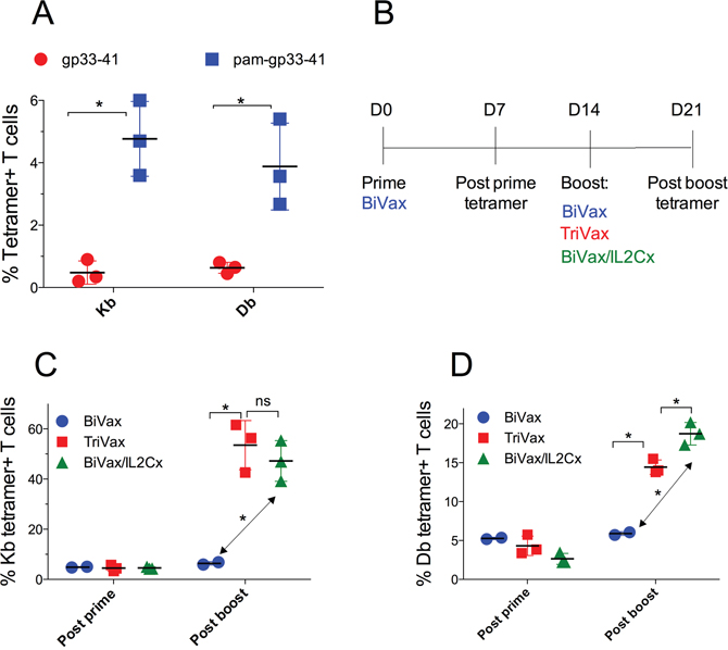 Optimization of gp33-41 vaccination strategy in WT mice.