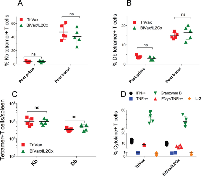 TriVax or BiVax/IL2Cx generate vast T cell responses in RIP-gp mice.