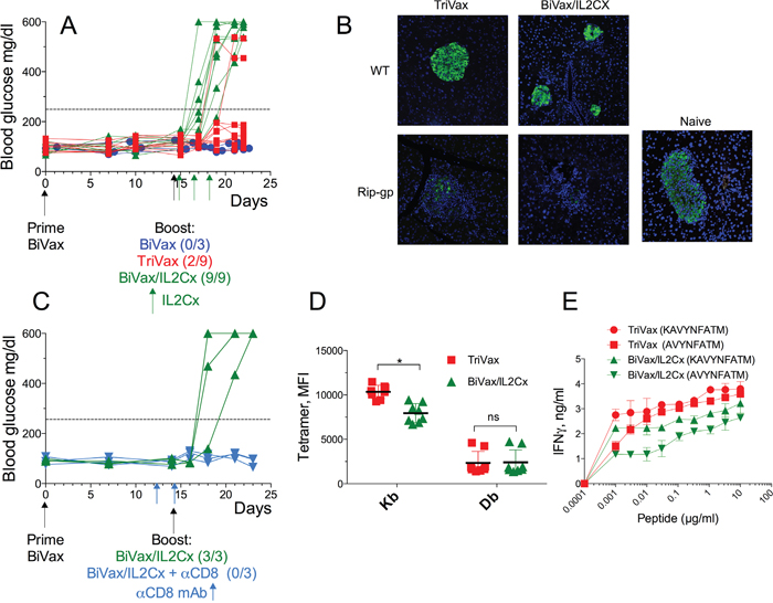 BiVax/IL2Cx but not BiVax alone or TriVax induces diabetes in Rip-gp mice.