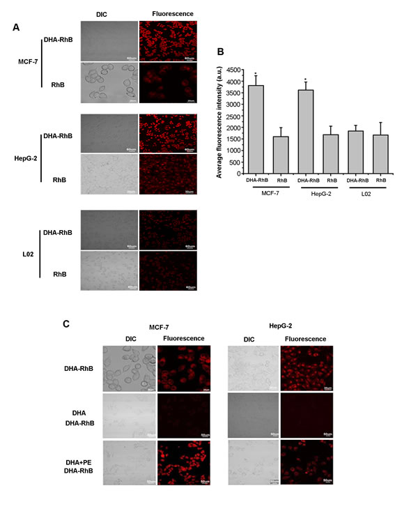 A, laser confocal fluorescence microscopy images of MCF-7, HepG-2, L02 cells incubated with DHA-RhB and free RhB.