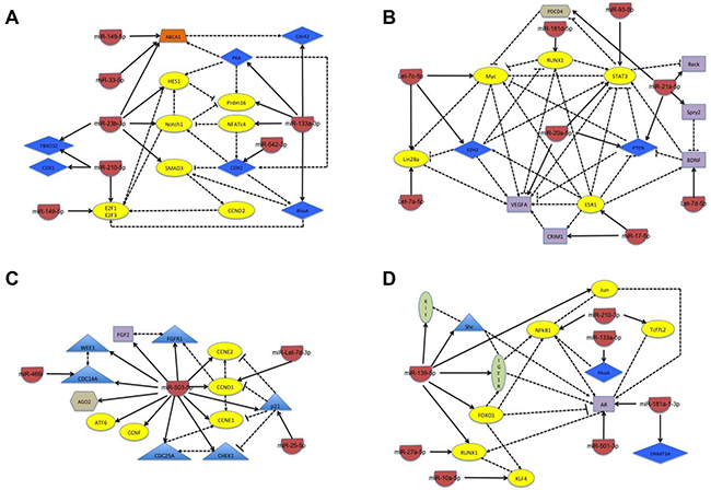 Schematic of the network of biological interactions between miRNA and their target genes whose change in expression is seen in the negative control cells only.