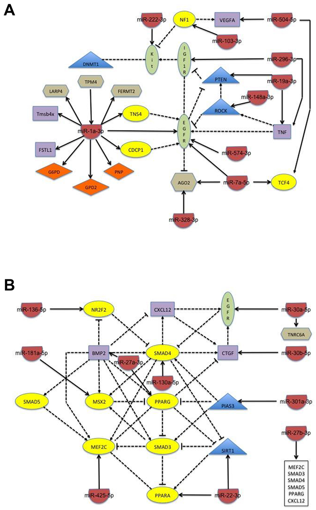 Schematic of the network of biological interactions between miRNA and their target genes whose change in expression is seen only in cells stably expressing PAX3-FOXO1.