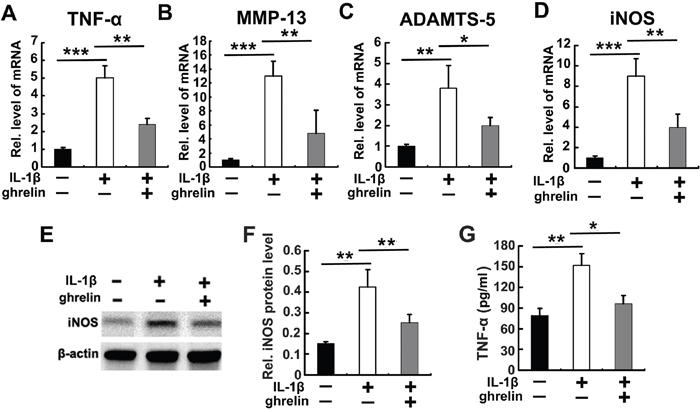 Ghrelin antagonizes IL-1&#x03B2; induced catabolism in NP cells.