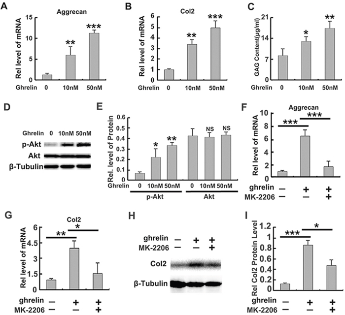 Ghrelin enhances anabolism of NP cells through Akt signaling pathway.