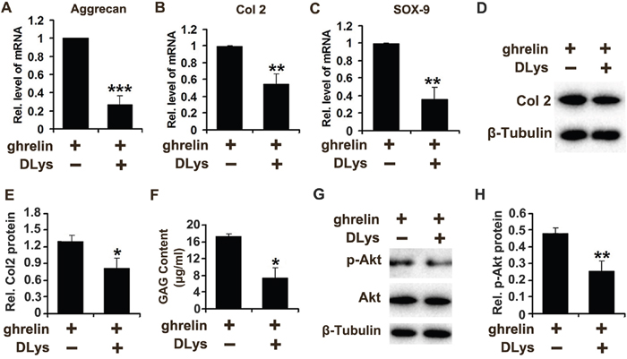 Ghrelin enhances anabolism of NP cells through interacting with GHSR.