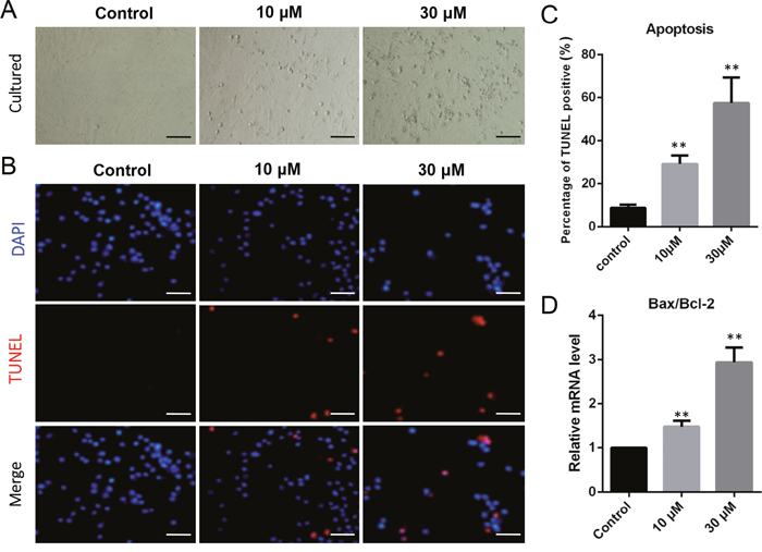 ZEA exposure increased cell apoptosis and induced the apoptosis-related gene mRNA abundance in cultured granulosa cells.