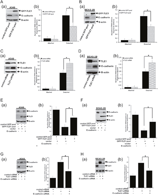 TLE1 induces anoikis resistance through silencing of E-cadherin expression.