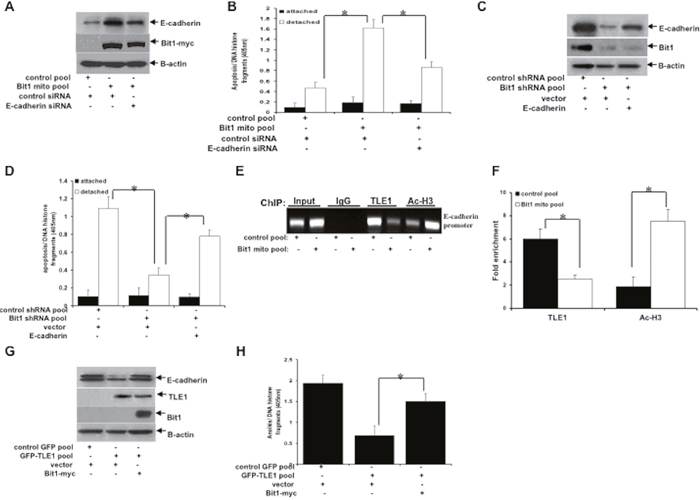 Bit1 induces anoikis through inhibition of the TLE1-mediated transcriptional silencing of E-cadherin expression.