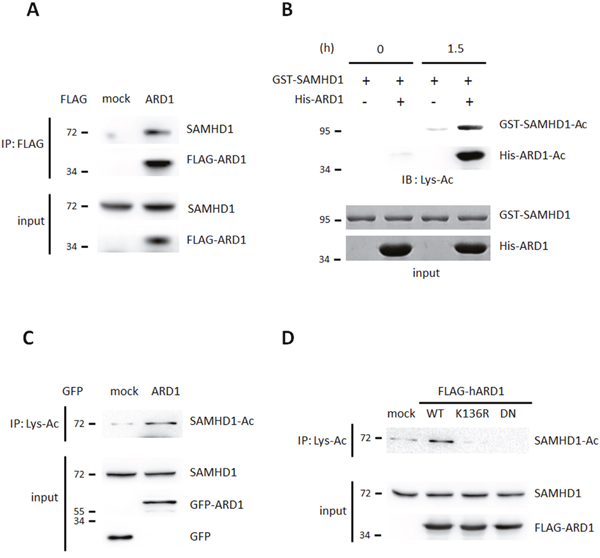 SAMHD1 is a novel acetylation substrate of ARD1.