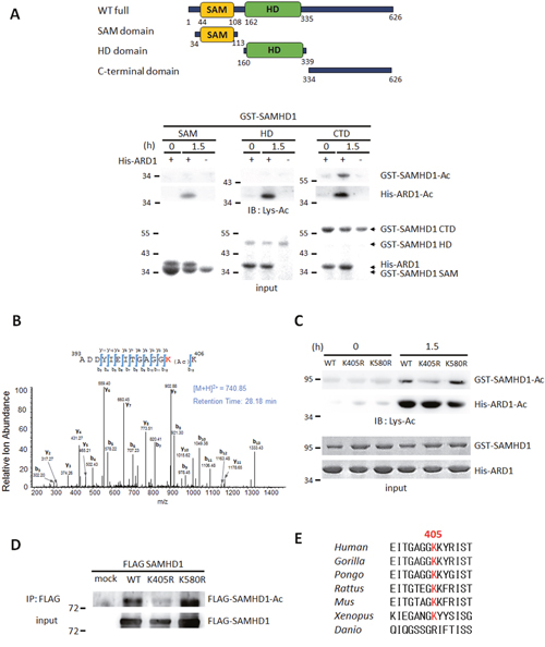 SAMHD1 is acetylated at K405 by ARD1.