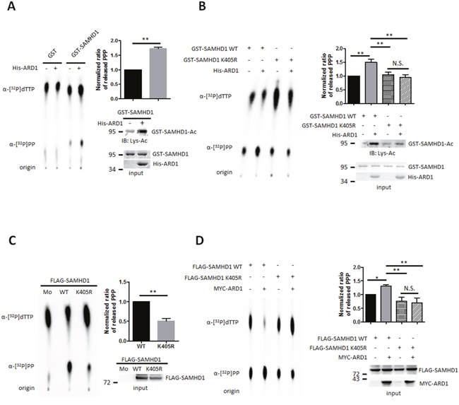 SAMHD1 acetylation upregulates its dNTPase activity.