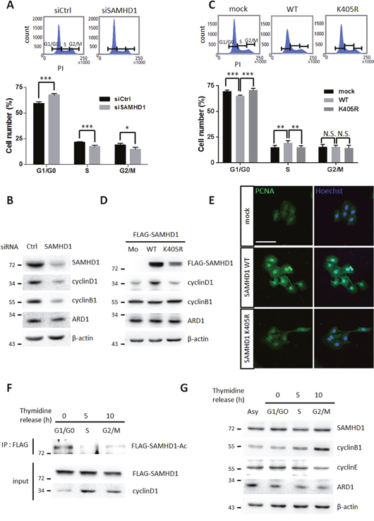 SAMHD1 acetylation promotes G1/G0 transition in cancer cells.