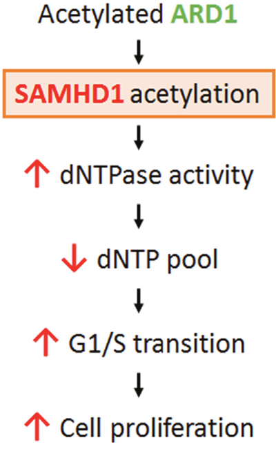 Schematic for the mechanism of ARD1-mediated SAMHD1 acetylation in cancer cell proliferation.
