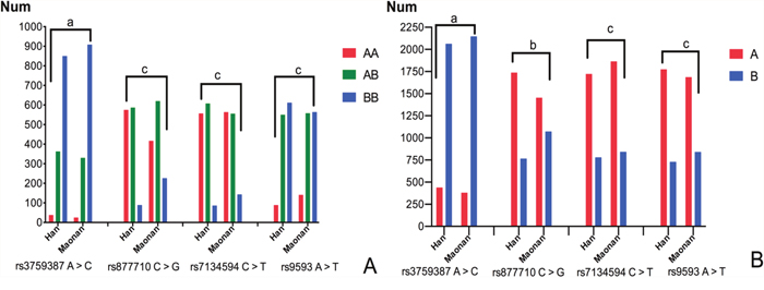 Frequencies of the genotype (A) and allele (B) in the Han and Maonan populations.