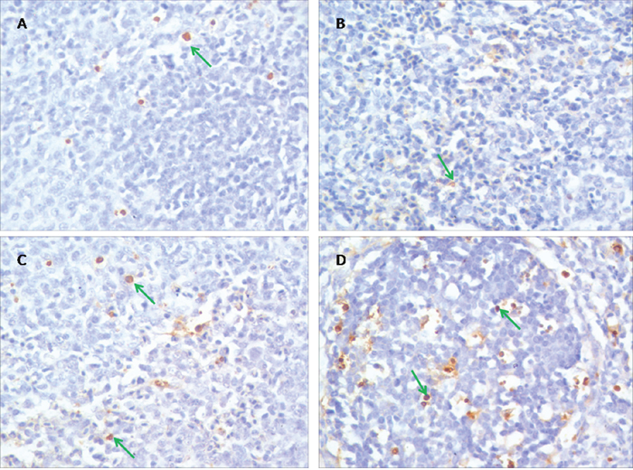 Effects of PAMK and HS on the TUNEL assay in the chicken spleen.