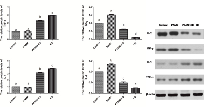 Changes of IL-1&beta;, IL-2, INF-&gamma; and TNF-&alpha; protein expression in the chicken spleen.