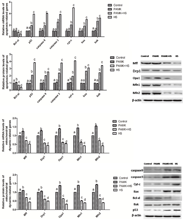 Changes of mitochondrial dynamics- and apoptosis-related genes in the chicken spleen.