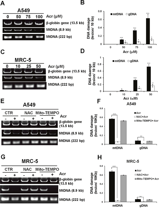 Acrolein induces more DNA damages/ unit length DNA in mtDNA than in nDNA.