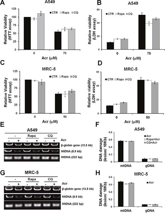 Mitophagy/ autophagy does not restore acrolein-induced cytotoxicity and DNA damages.