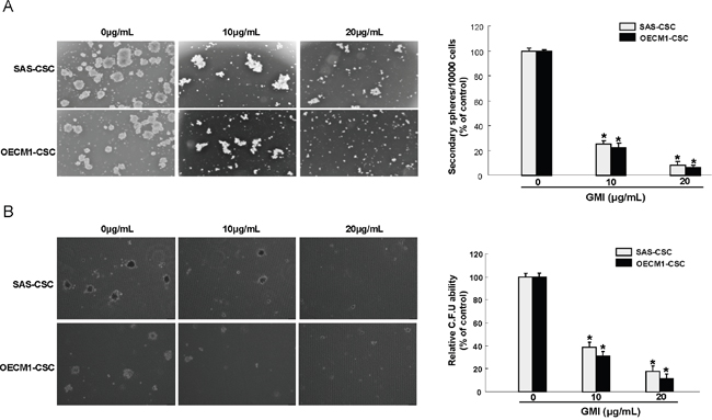 Inhibition of self-renewal property and clonogenicity in OCSC under GMI treatment.