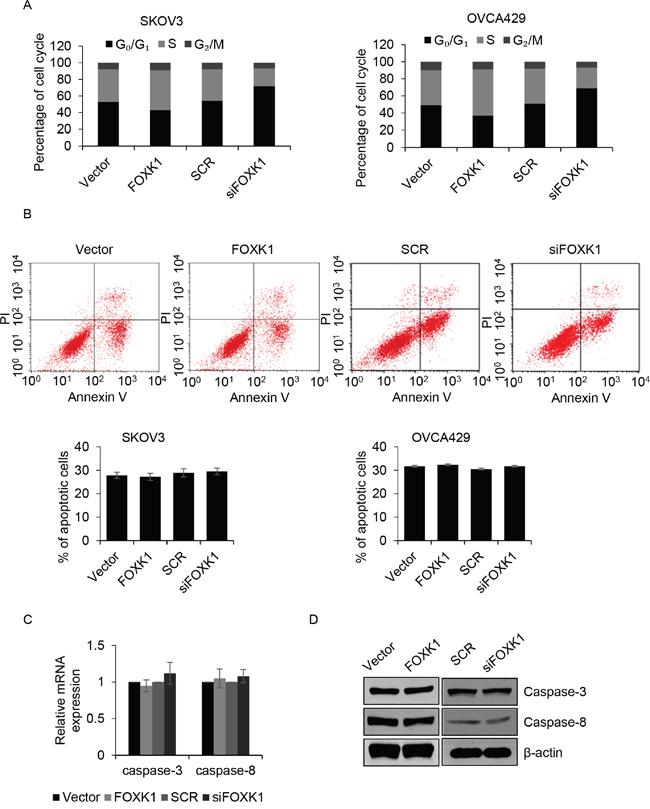 FOXK1 promotes G1/S transition, but has no effect on cell apoptosis.