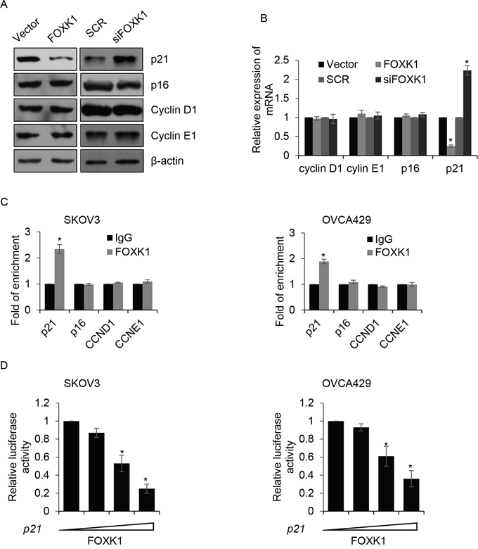 FOXK1 transcriptionally inhibits p21 in ovarian cancer cells.