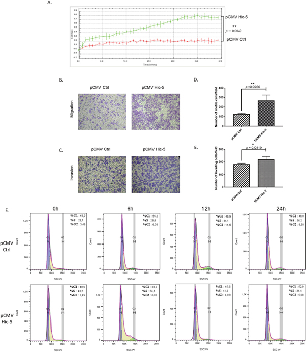 Effect of Hic-5 overexpression on A2780s cell proliferation migration, invasion and cell cycle.