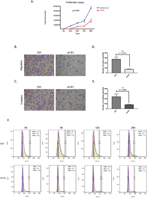 Effect of Hic-5 knockdown on SKOV3 cell proliferation migration, invasion and cell cycle.