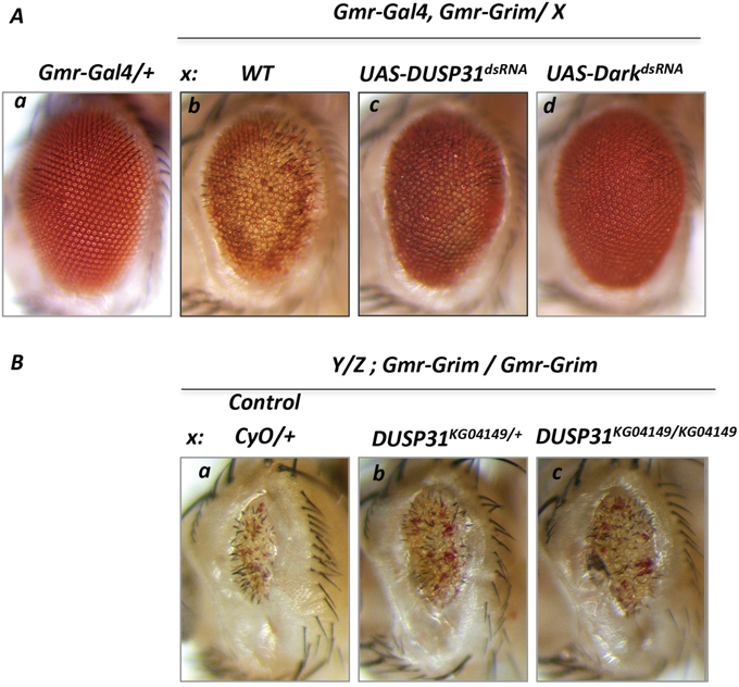 Deficiency in DUSP31 function suppressed apoptosis induced by overexpression of Grim protein.