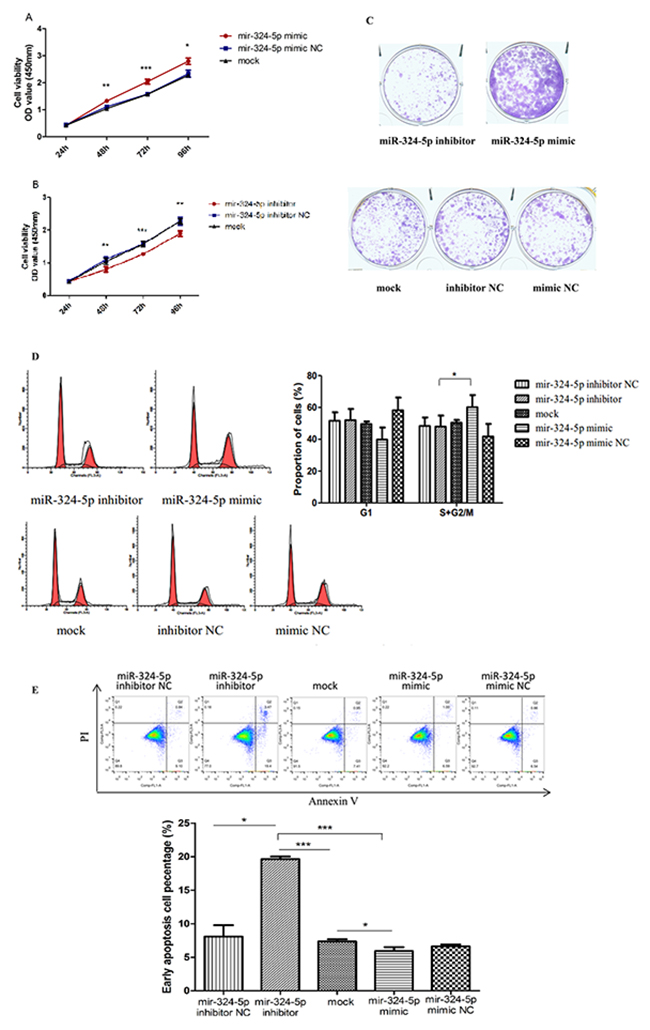 MiR-324-5p promoted proliferation and inhibited apoptosis of KTC1 cells.