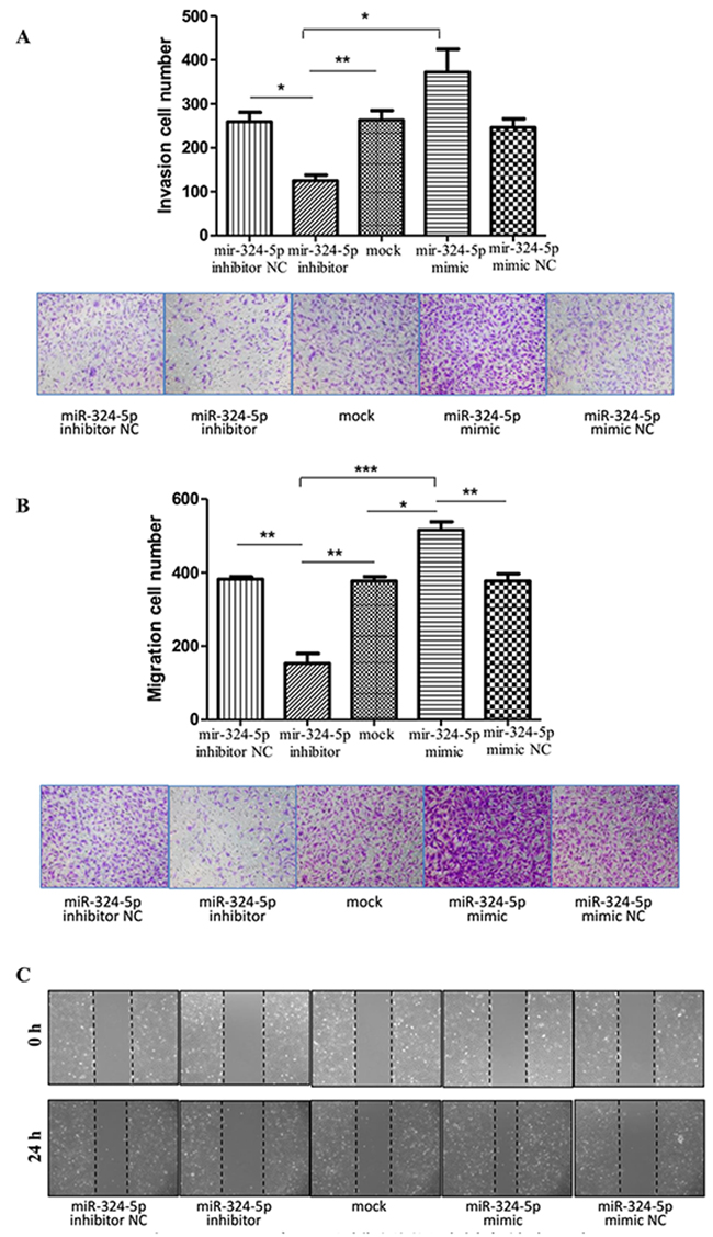 MiR-324-5p promoted invasiveness and migration of KTC1 cells.
