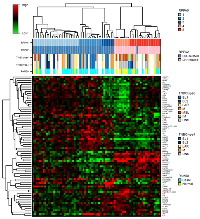 Heatmap of the RPPA 5-cluster-based signature proteins.