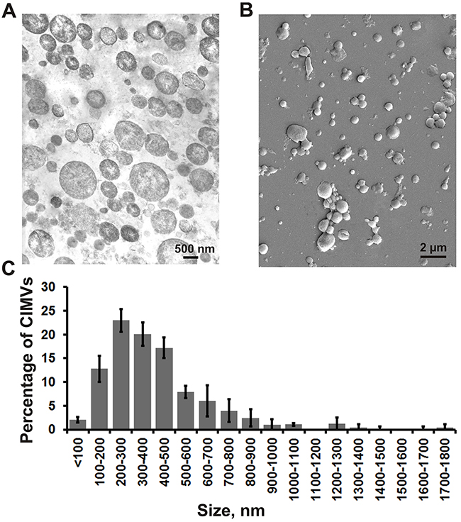 The structure, morphology and size distribution of CIMVs.