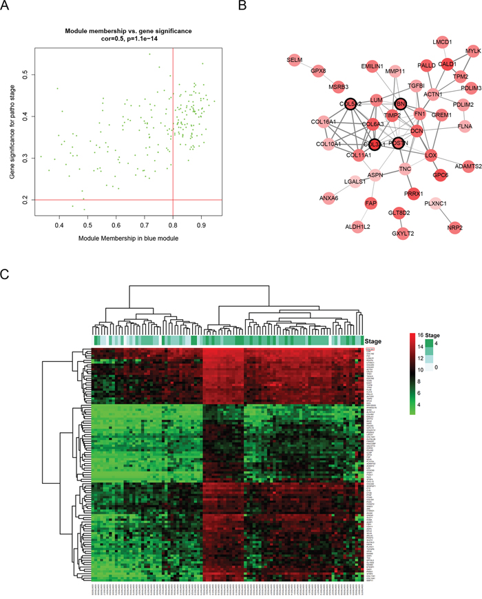 Hub genes detection and protein-protein network (PPI).