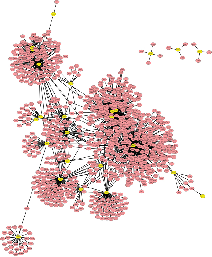 PPI network for the overlapped differentially expressed genes.