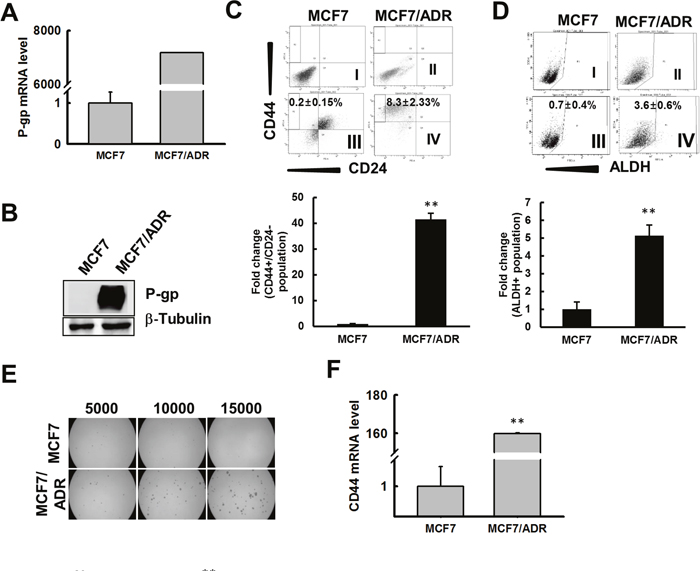 MCF7/ADR cells enriched for CSC characteristics.