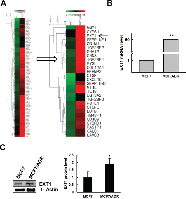 Doxo resistance enhances EXT1 expression in MCF7/ADR cells.