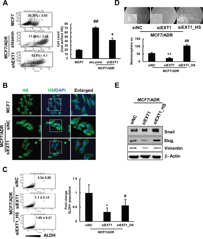 shRNA-mediated knockdown of EXT1 represses HS expression in MCF7/ADR cells, and HS supplement rescues MCF7/ADR cells from siEXT1 knockdown effects.