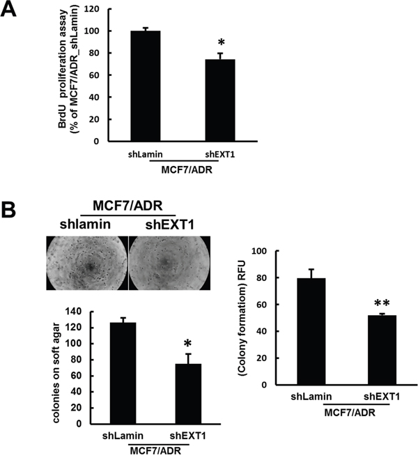 shRNA-mediated inhibition of EXT1 represses cell proliferation and in vitro anchorage-independent growth on soft agar.