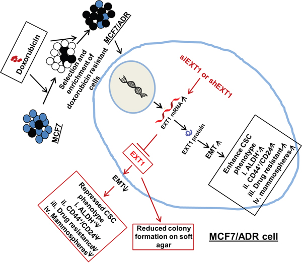 Proposed mechanistic model for cancer cell stemness regulated by EXT1 in MCF7/ADR cells.