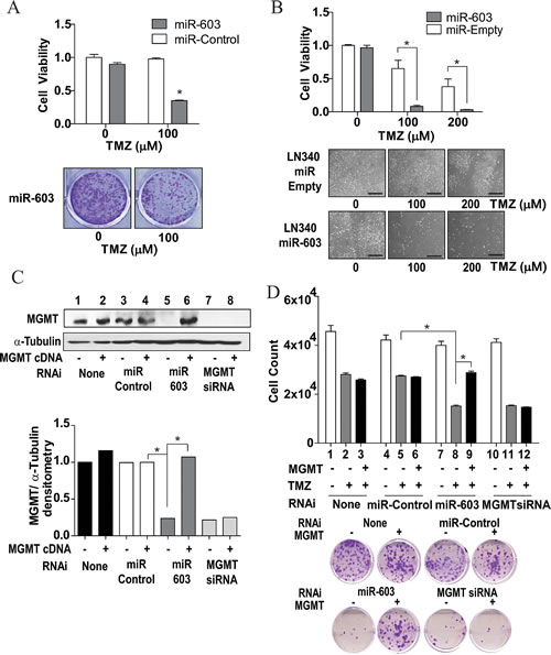 Fig4: miR-603 sensitizes GBM cells to treatment with TMZ.