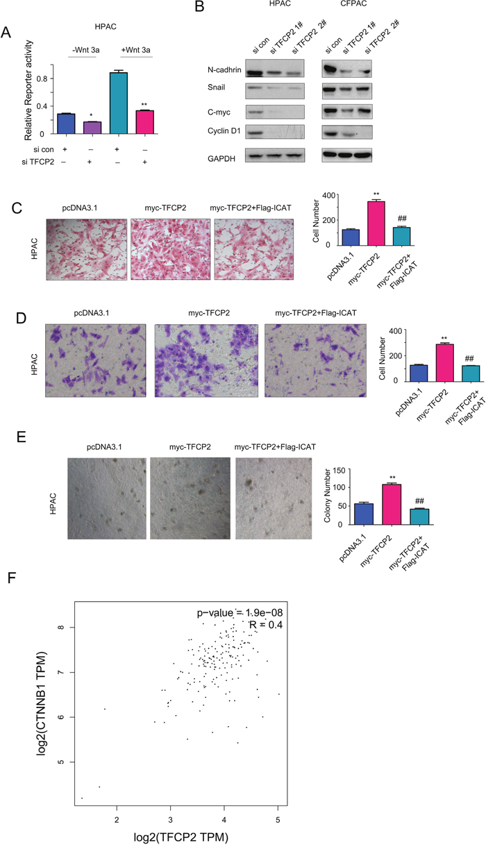 TFCP2 activated beta-catenin/TCF signaling in pancreatic cancer cells.