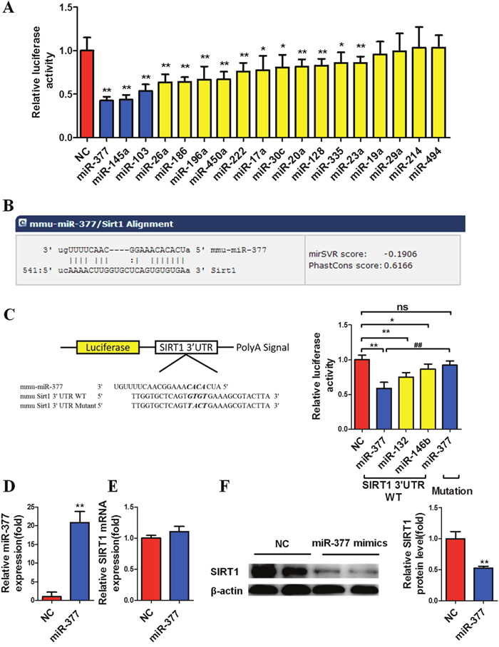 MiR-377 targets the SIRT1 3&rsquo;-UTR and downregulates SIRT1 protein abundance at the translational level.