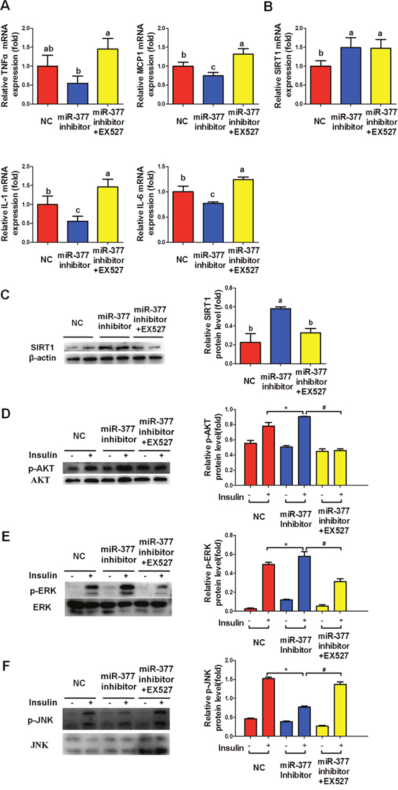 SIRT1 inhibition is required for the miR-377-mediated inflammation and insulin-resistance.