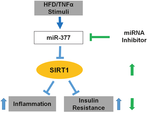 Schematic representation of how miR-377 impairs adipocytes inflammation and insulin-resistance.