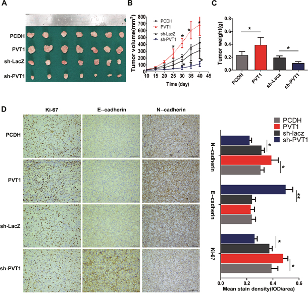 PVT1 promotes cell proliferation and invasion in vivo.