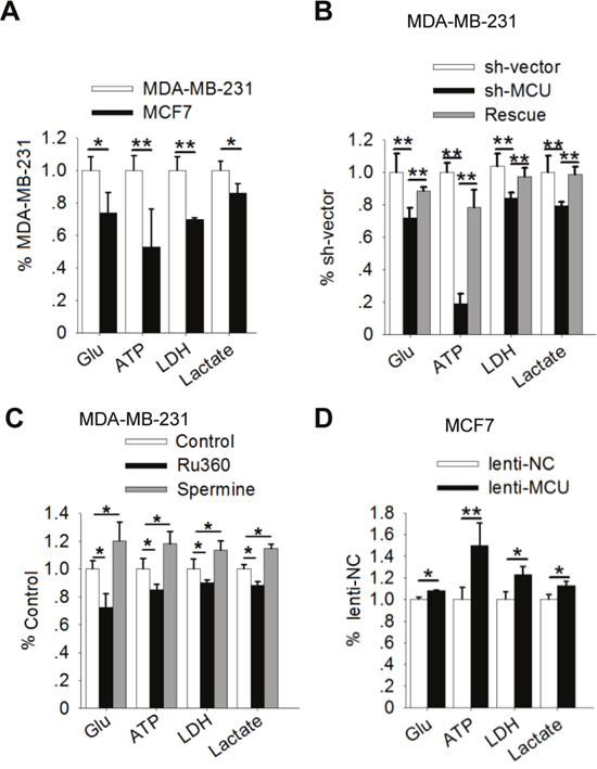 MCU expression promotes the Warburg effect in breast cancer cells.