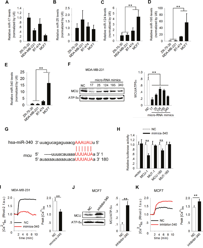 MiR-340 reduces [Ca2+]m in breast cancer cells by targeting MCU.